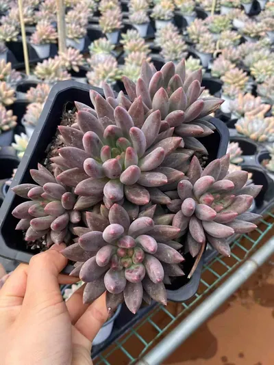 Echeveria 'Kingyobina' sp. Large Cluster — photo 5 of 6