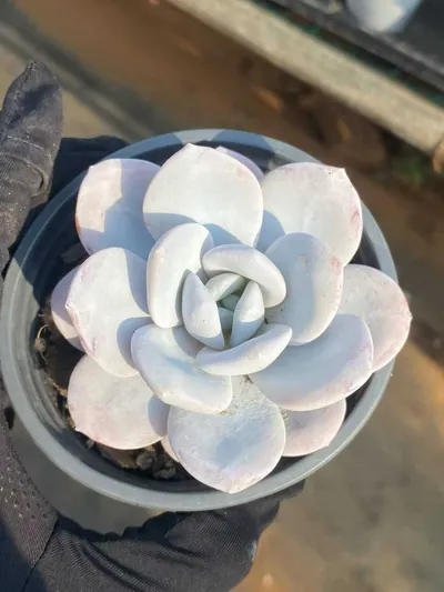 Echeveria laui — photo 2 of 6