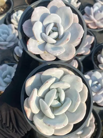 Echeveria laui — photo 3 of 6