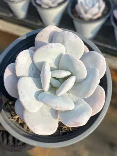 Echeveria laui — photo 4 of 6