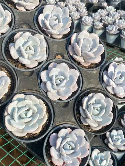 Echeveria laui — photo 5 of 6