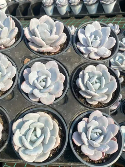 Echeveria laui — photo 6 of 6