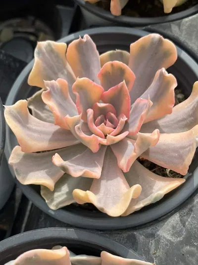 Echeveria 'Liberia' Variegated — wholesale Echeveria from Yunnan, China