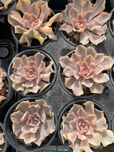 Echeveria 'Liberia' Variegated — photo 2 of 6