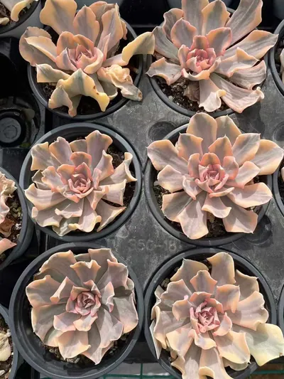 Echeveria 'Liberia' Variegated — photo 5 of 6