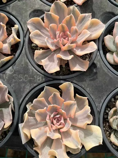 Echeveria 'Liberia' Variegated — photo 6 of 6