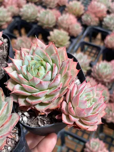 Echeveria 'Lindsayana' — wholesale Echeveria from Yunnan, China