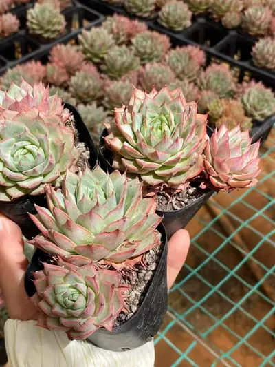 Echeveria 'Lindsayana' — photo 2 of 6