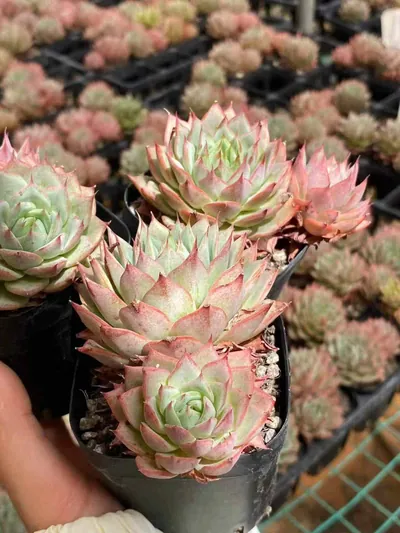Echeveria 'Lindsayana' — photo 3 of 6