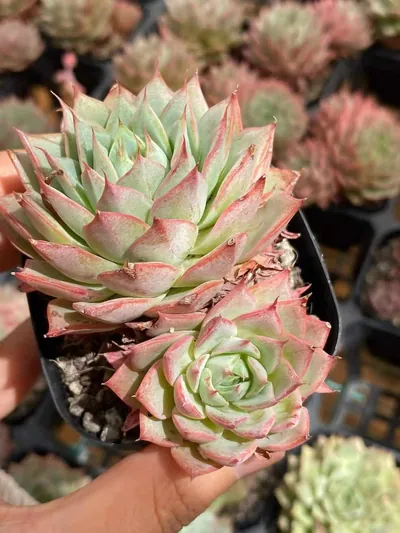Echeveria 'Lindsayana' — photo 4 of 6