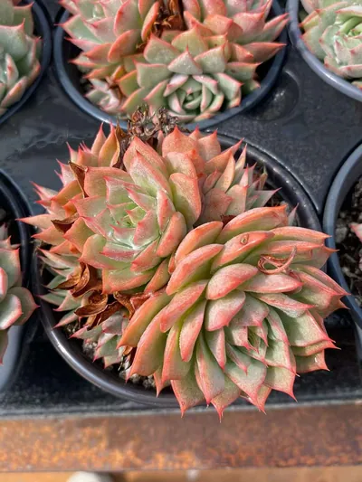 Echeveria 'Lindsayana' Cluster — wholesale Echeveria from Yunnan, China