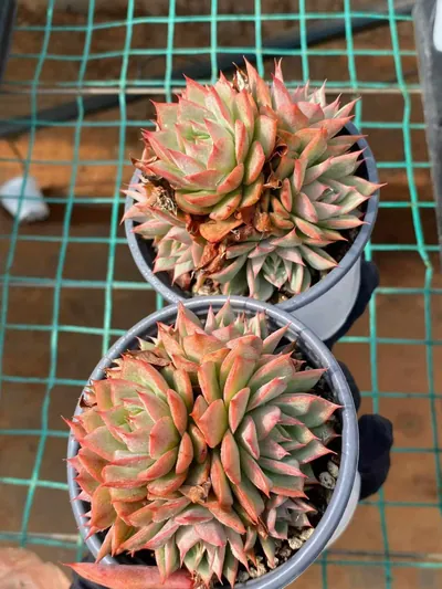 Echeveria 'Lindsayana' Cluster — photo 2 of 4