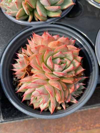 Echeveria 'Lindsayana' Cluster — photo 3 of 4