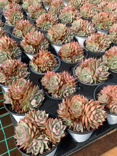 Echeveria 'Lindsayana' Cluster — photo 4 of 4