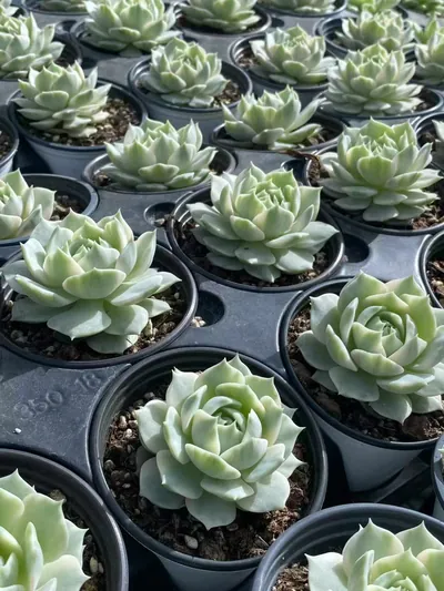 Echeveria 'Lola' Reverse Variegated — photo 2 of 4