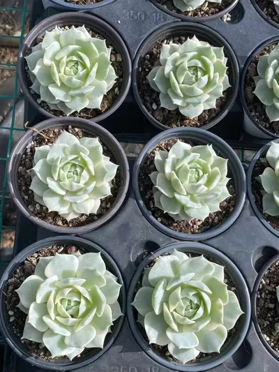 Echeveria 'Lola' Reverse Variegated — photo 3 of 4
