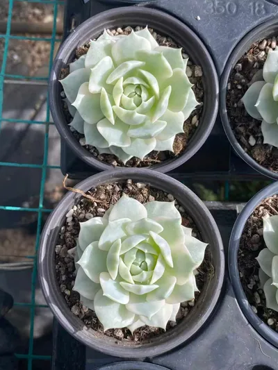 Echeveria 'Lola' Reverse Variegated — photo 4 of 4