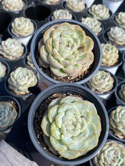 Echeveria 'Macchiato' — photo 2 of 6