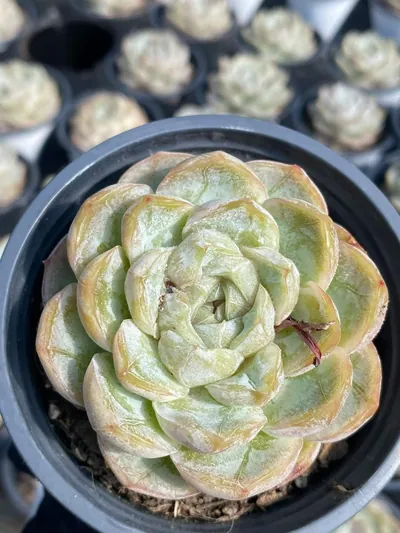 Echeveria 'Macchiato' — photo 3 of 6