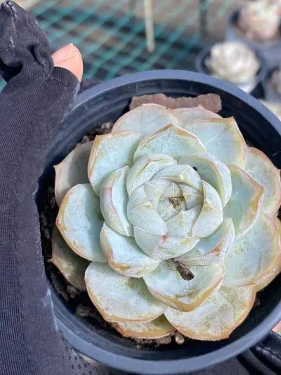 Echeveria 'Macchiato' — photo 4 of 6