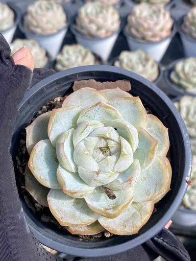 Echeveria 'Macchiato' — photo 5 of 6