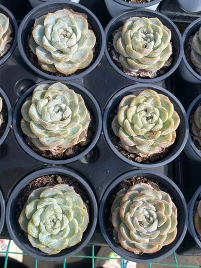 Echeveria 'Macchiato' — photo 6 of 6