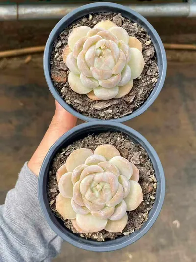 Echeveria 'Macchiato' Single — photo 2 of 6