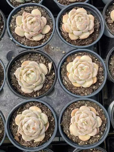 Echeveria 'Macchiato' Single — photo 3 of 6