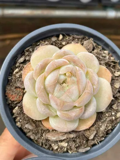Echeveria 'Macchiato' Single — photo 4 of 6