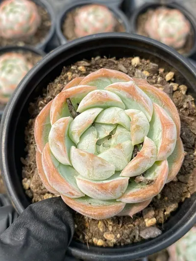 Echeveria 'Macchiato' Single — photo 5 of 6