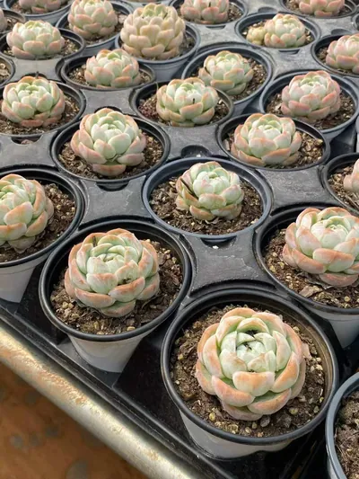 Echeveria 'Macchiato' Single — photo 6 of 6