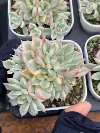 Echeveria 'Mebina' Variegated — wholesale Echeveria from Yunnan, China