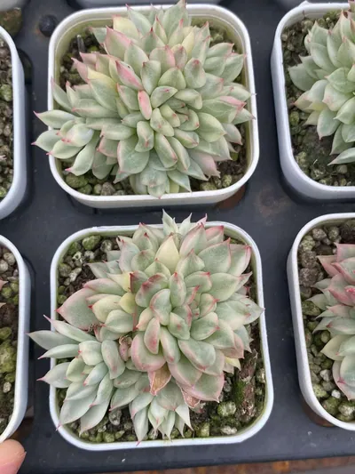 Echeveria 'Mebina' Variegated — photo 2 of 5