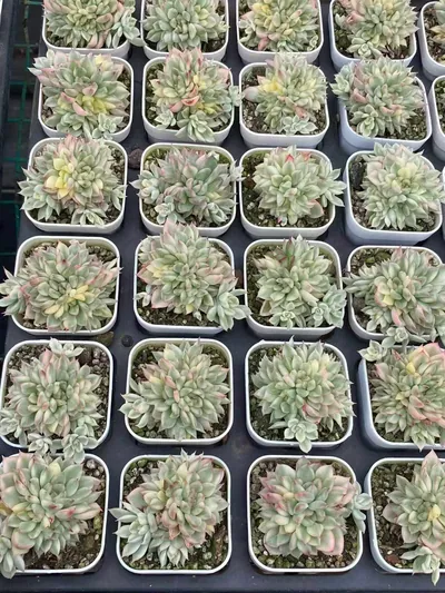Echeveria 'Mebina' Variegated — photo 3 of 5
