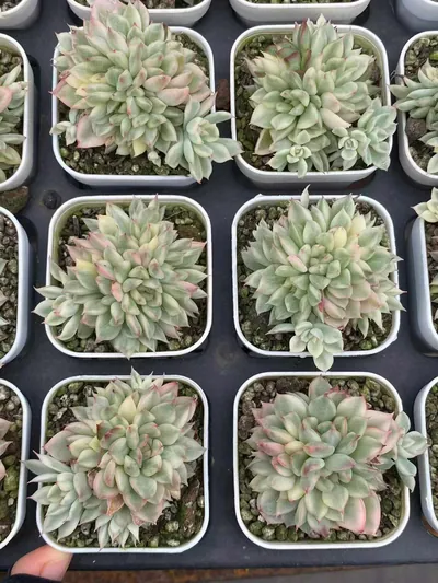 Echeveria 'Mebina' Variegated — photo 4 of 5