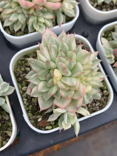 Echeveria 'Mebina' Variegated — photo 5 of 5