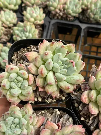 Echeveria 'Merlot' — wholesale Echeveria from Yunnan, China