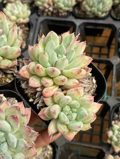 Echeveria 'Merlot' — photo 2 of 6