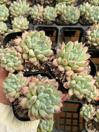 Echeveria 'Merlot' — photo 3 of 6