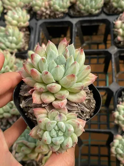 Echeveria 'Merlot' — photo 4 of 6