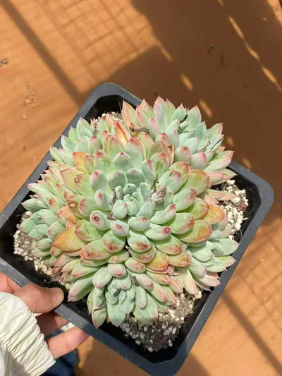 Echeveria 'Merlot' — photo 5 of 6