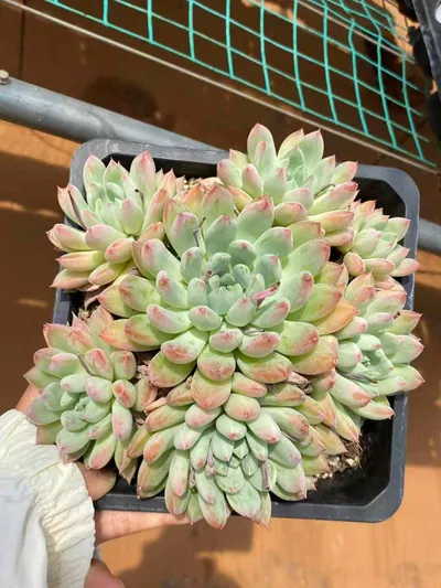 Echeveria 'Merlot' — photo 6 of 6