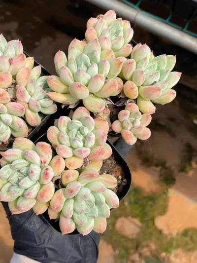 Echeveria 'Merlot' Cluster — photo 2 of 4