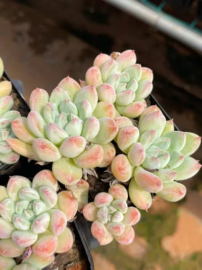Echeveria 'Merlot' Cluster — photo 3 of 4
