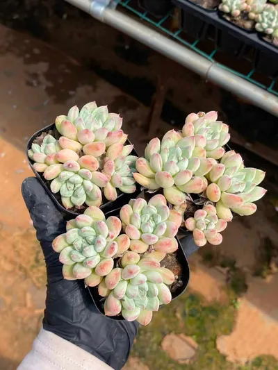 Echeveria 'Merlot' Cluster — photo 4 of 4