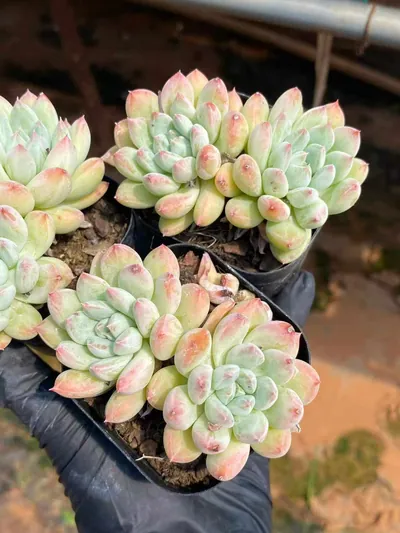 Echeveria 'Merlot' Twin-head — photo 2 of 4