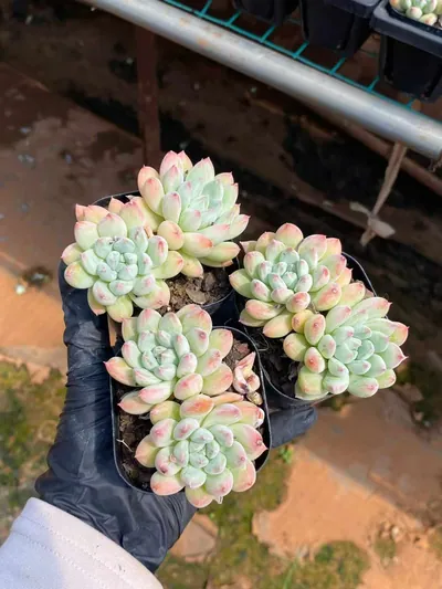 Echeveria 'Merlot' Twin-head — photo 3 of 4