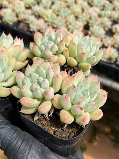 Echeveria 'Merlot' Twin-head — photo 4 of 4