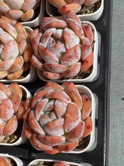 Echeveria 'Monroe' — photo 2 of 6