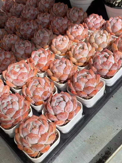 Echeveria 'Monroe' — photo 3 of 6